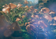 Smalland: Survive The Wilds