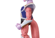 Dragon Ball Dragon Stars Frieza 1st Form