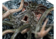 Lord of the Rings Mini Statue Watcher in the Water 9 cm